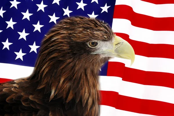 Weißkopfseeadler bewacht amerikanische Flagge lizenzfreie Stockfotos