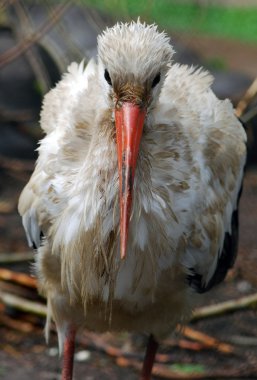 Profil sahibi yetişkin sandhill crane