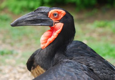 Güney kara Kartallar; Bucorvus Leadbeateri; Güney Afrika