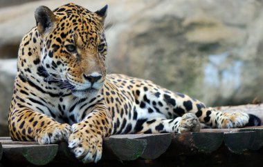 leopar portre