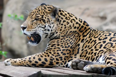 leopar portre