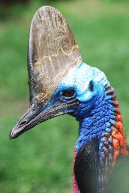 Çift gerdanlı cassowary profili