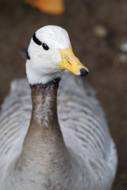 ördek portret