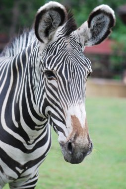 zebra yeşil alana başkanı