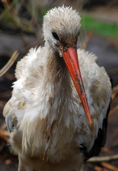 Profile of adult sandhill crane — Φωτογραφία Αρχείου