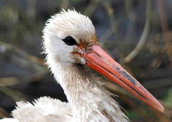 Profil sahibi yetişkin sandhill crane — Stok fotoğraf