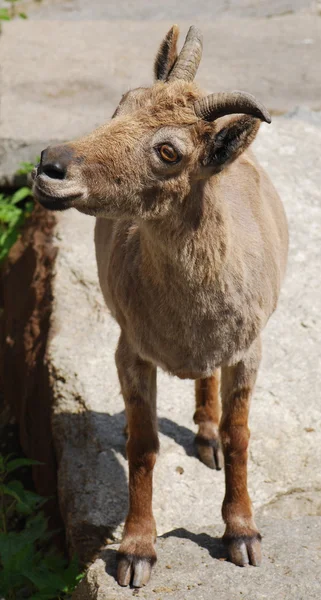 Adult Mountain Goat on Mount — Stock Photo, Image