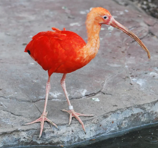 Skarlagenrød ibis – stockfoto