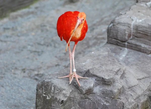 Ibis escarlata — Foto de Stock