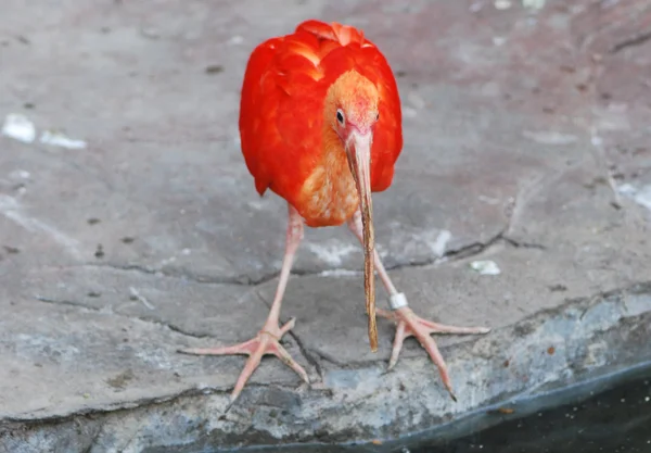 Ibis scarlatto — Foto Stock