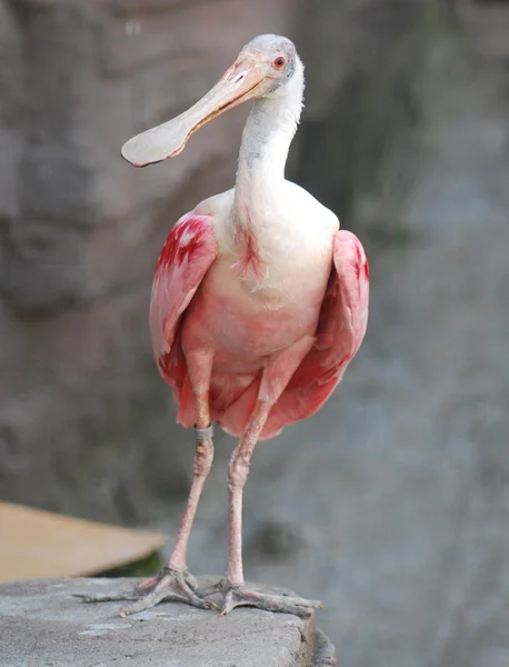 Pink exotische vogel — Stockfoto
