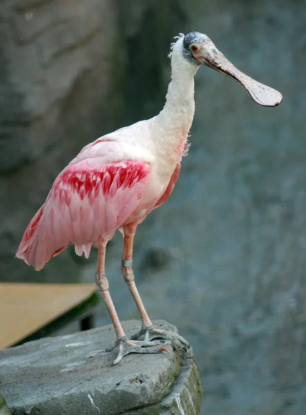 Pink exotische vogel — Stockfoto