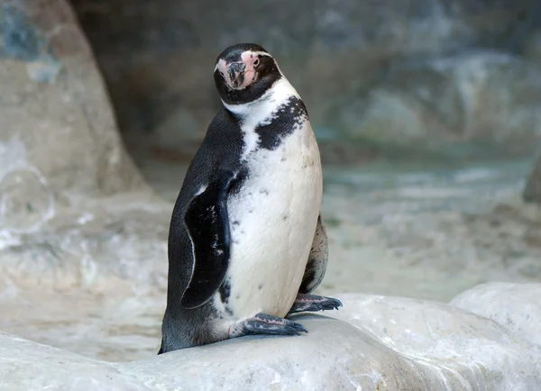 เพนกวิน — ภาพถ่ายสต็อก