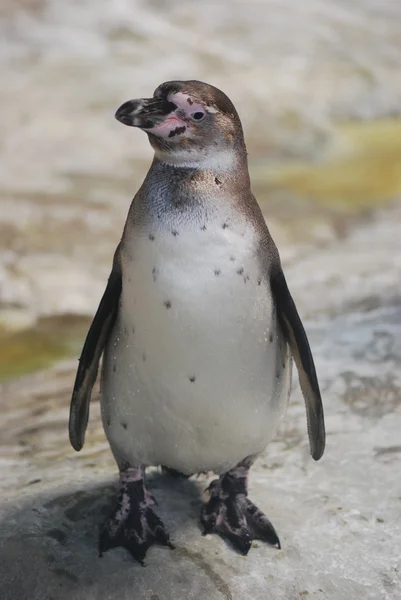 企鹅 — 图库照片