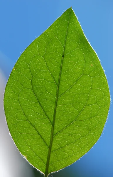 Estrutura da folha fundo natural — Fotografia de Stock