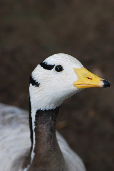 Portret kaczka — Zdjęcie stockowe