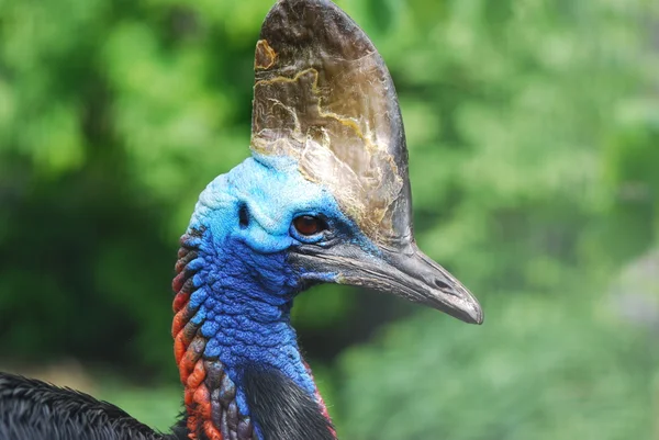 Profil dupla kékszemű cassowary — Stock Fotó