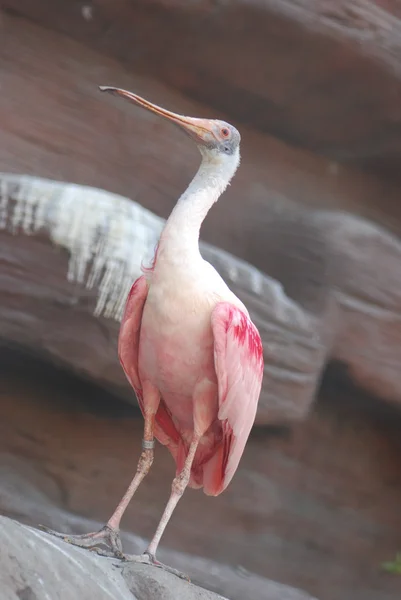 ピンクのエキゾチックな鳥 — ストック写真