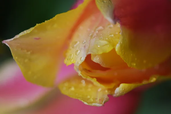 Morning dew on fresh tulip — Stock Photo, Image