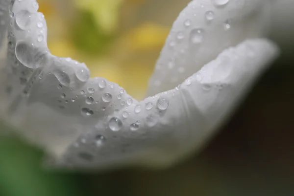 Morning dew on fresh tulip — Stock Photo, Image