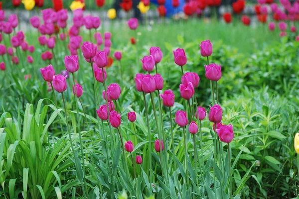 Roze tulpen — Stockfoto