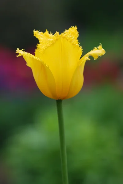 Утренняя роса на свежем тюльпане — стоковое фото