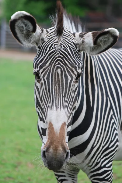 stock image Head of zebra in green field