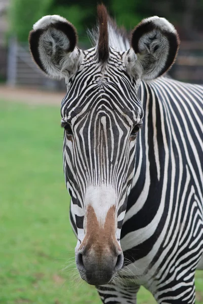 stock image Head of zebra in green field