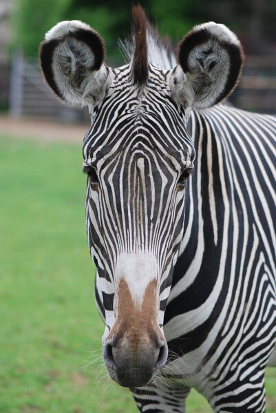 Head of zebra in green field