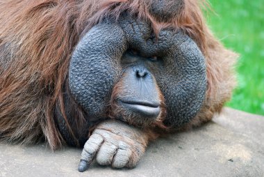 orangutan