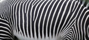 Zebra skin background clipart