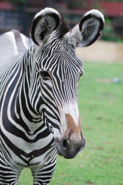 büyük bir zebra portresi