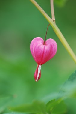 güzel soyut kanama kalp çiçek