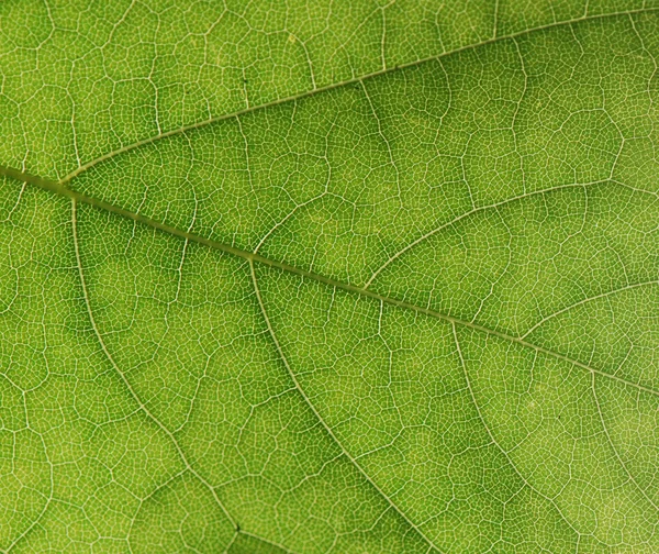 Green leaf texture, macro — Stock Photo, Image