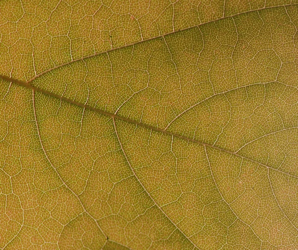 녹색 잎 텍스처, 매크로 — 스톡 사진