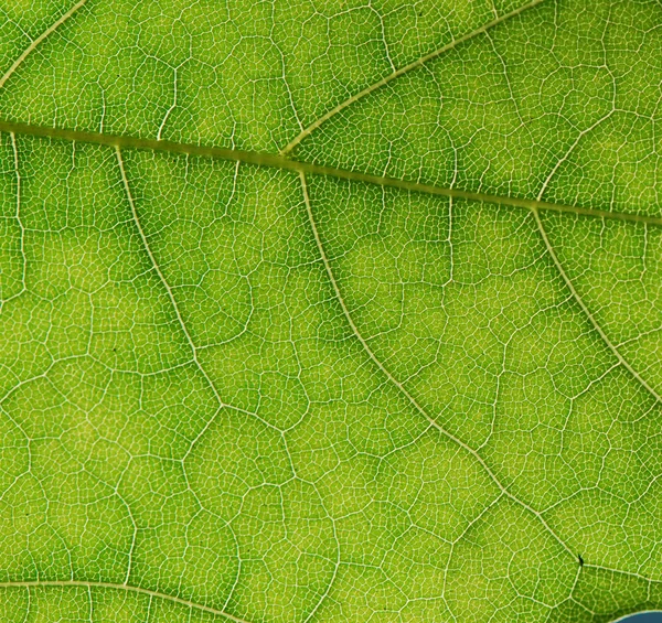 Textura de folha verde, macro — Fotografia de Stock