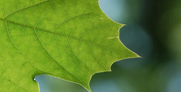 Πράσινο φύλλο υφή, μακροεντολή — Φωτογραφία Αρχείου