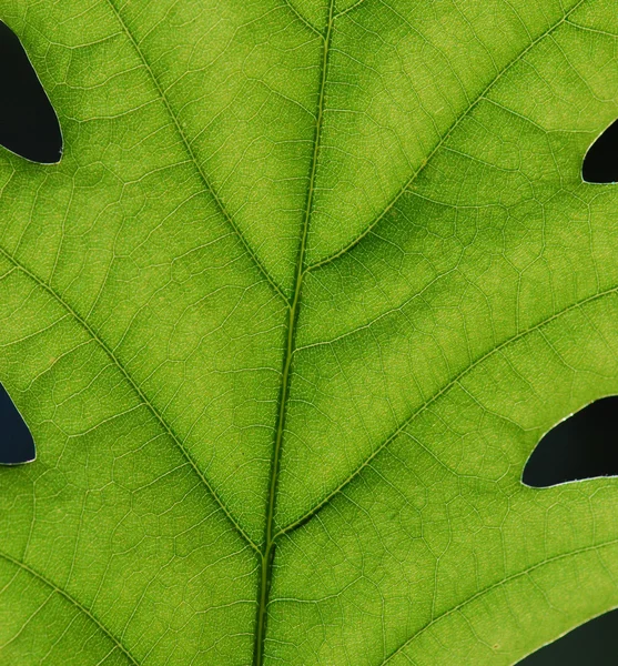 Zielony liść tekstury, makro — Zdjęcie stockowe