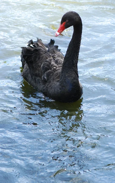 Female mallard duck on the lake — Stock Photo, Image