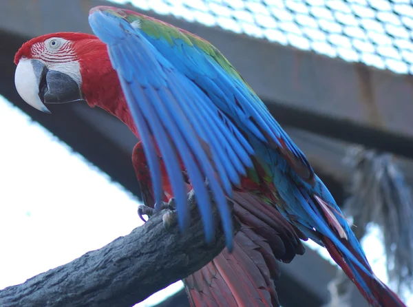 Porträtt av papegoja — Stockfoto