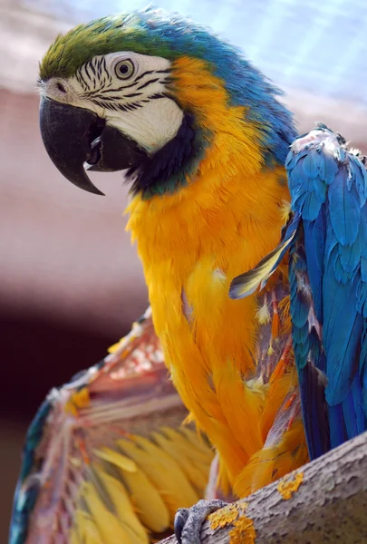 Portrait of parrot — Stock Photo, Image