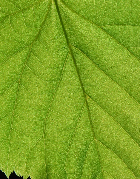 Текстура зеленого листя, макро — стокове фото