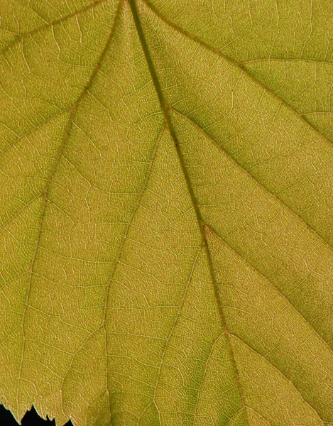 Zielony liść tekstury, makro — Zdjęcie stockowe