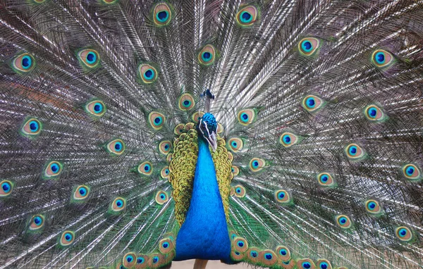 Peacock peafowl with his tail feathers — Stock Photo, Image