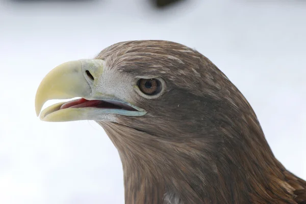 Profil av eagle — Stockfoto
