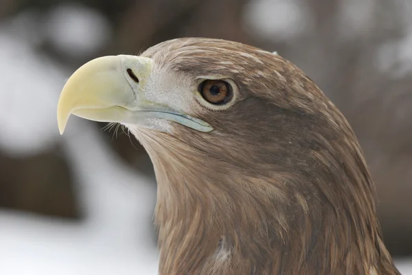 Profilo di eagle — Foto Stock