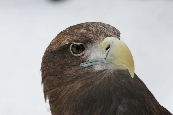Profil de eagle — Photo