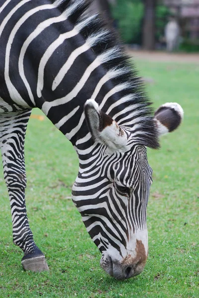 Grande ritratto di una zebra — Foto Stock