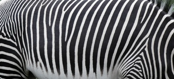 Zebra skin background