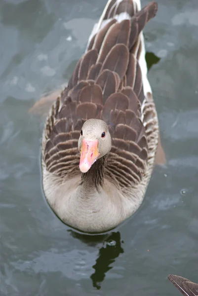 Жіноча качка на озері — стокове фото